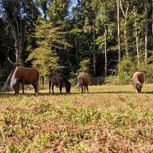 Meet your Posher, Tammy